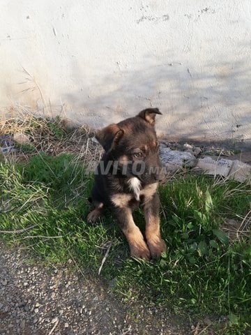 Chiot Berger à Vendre à Fès Dans Animaux Avitoma