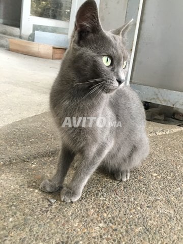 Chat Gris Bleu