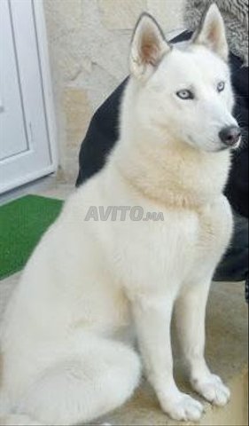 Chien Loup Au Maroc Maxi Derb Annonces Au Maroc