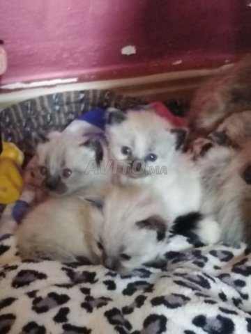 Chaton Siamois Poil Long Animaux A Rabat Avito Ma