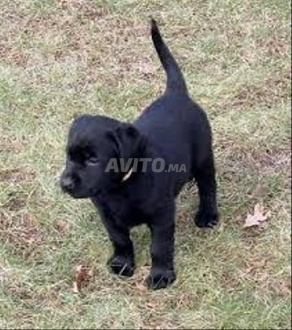 Bebe Chien Labrador Noir Age 1 Mois Jour Animaux A Rabat Avito Ma