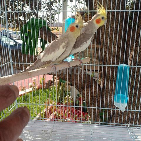 Vente Calopsitte Femmelle Animaux A Casablanca Avito Ma