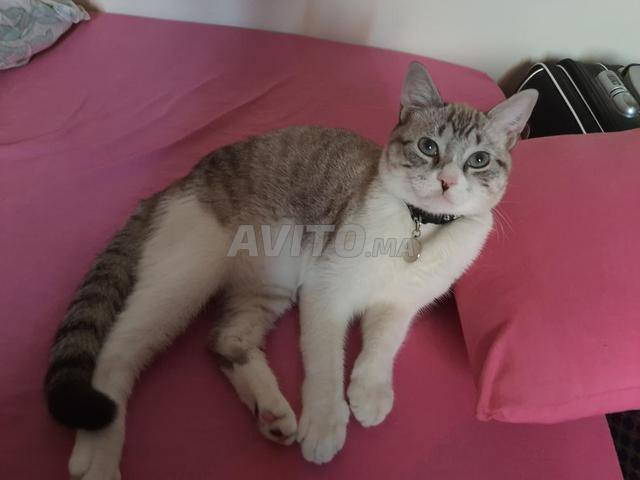 Adorable Chat Castre A Vendre Animaux A Marrakech Avito Ma Undefined