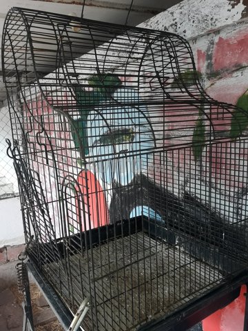 Cage Pour Oiseaux