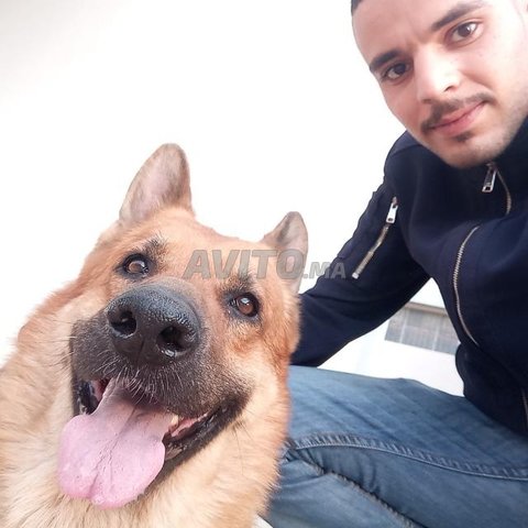 Berger Allemande à Vendre à Oujda Dans Animaux Avitoma