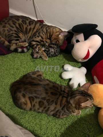 Chatschaton Bengal