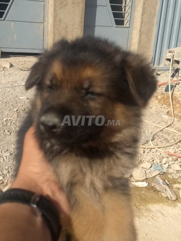 Chiots Berger Allemands A Vendre à Vendre à Fès Dans Animaux