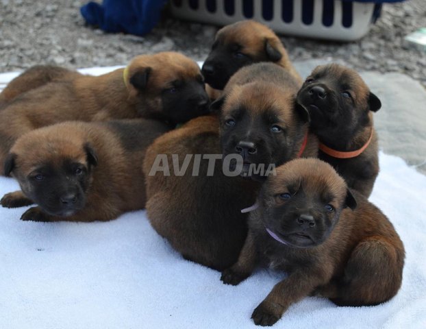 Magnifique Chiots Berger Belge Malinois