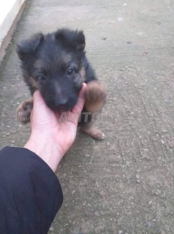 Chiot Berger Allemand