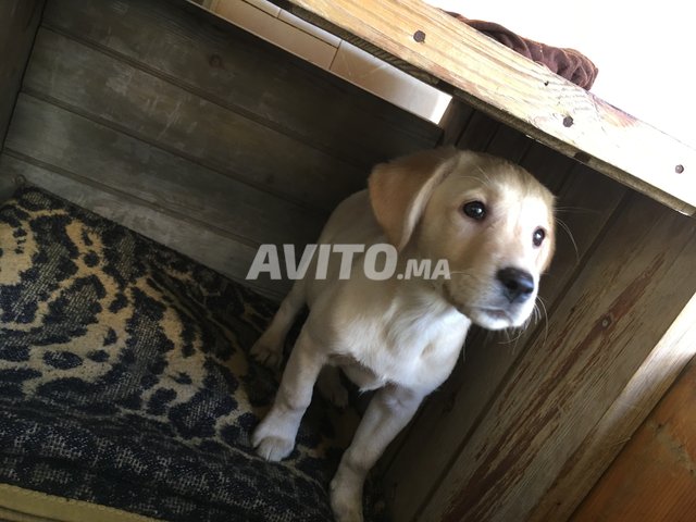 Labrador Chiot à Vendre Chien à Adopter Annonce Achat Prix