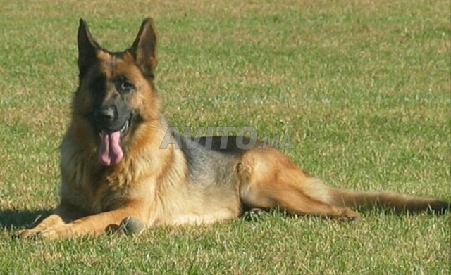 Chien Berger Mlih à Vendre à Fès Dans Animaux Avitoma