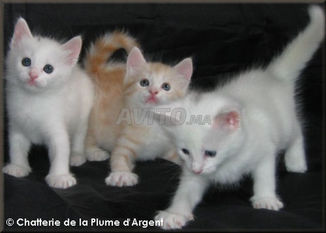 Bébé Angora Chat Blanche Yeux Bleu