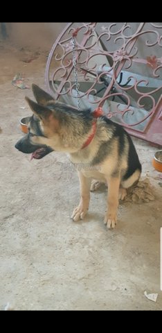 Berger Allemand à Vendre à Oujda Dans Animaux Avitoma