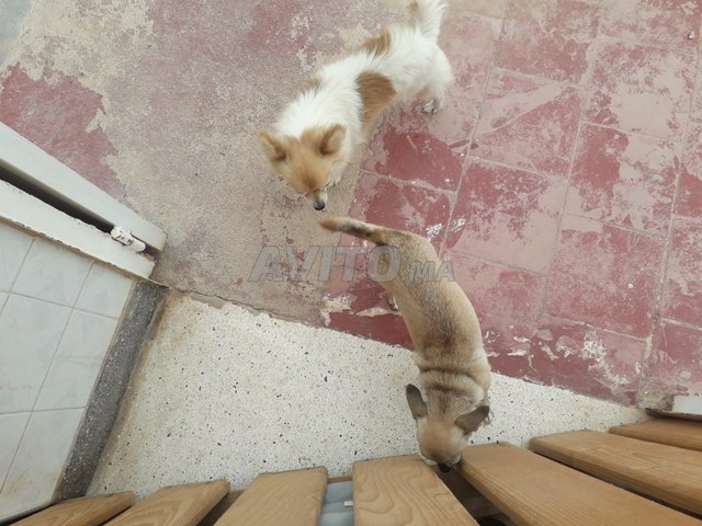 Ventes De 02 Chiens à Vendre à Oujda Dans Animaux Avitoma