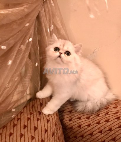 Chat Persan Chinchilla 30 Annonces Sur Avitoma