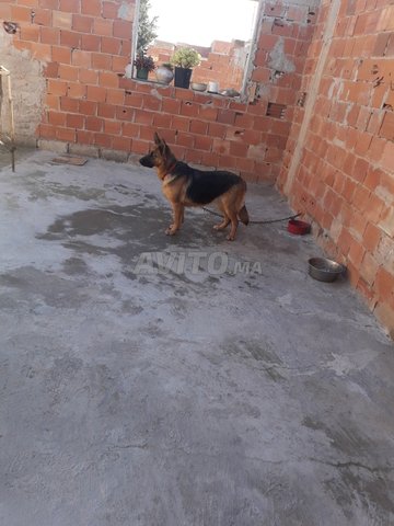 Chien à Vendre à Oujda Dans Animaux Avitoma