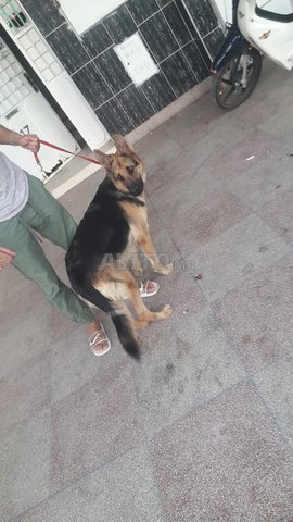 Berger Allemand à Vendre à Oujda Dans Animaux Avitoma