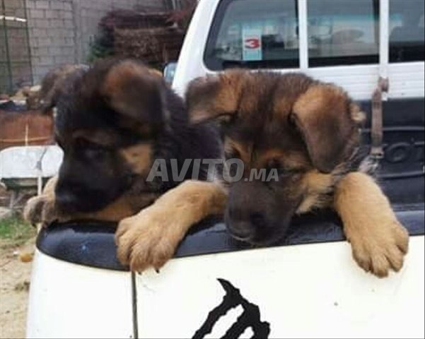 Chiots Berger Allemand Masque Noir