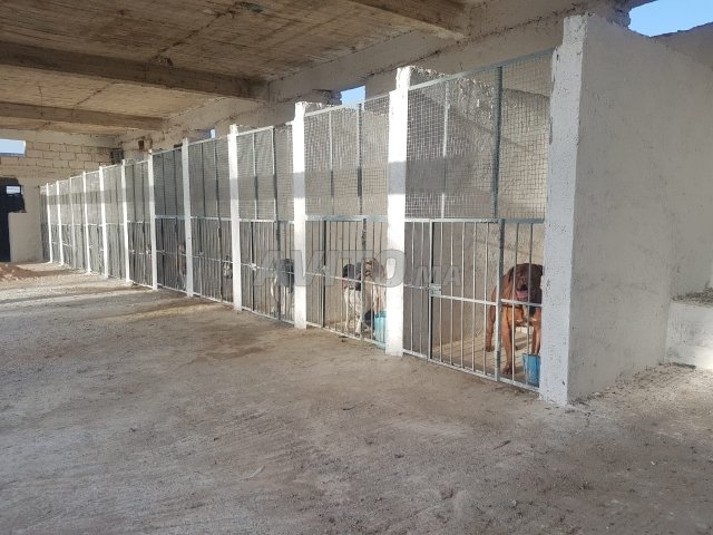 La Ferme Canine De Fes à Vendre à Fès Dans Animaux Avitoma