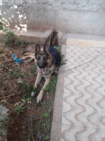 2 Berger Allemand à Vendre à Oujda Dans Animaux Avitoma