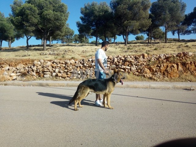 Berger Allemand à Vendre à Fès Dans Animaux Avitoma