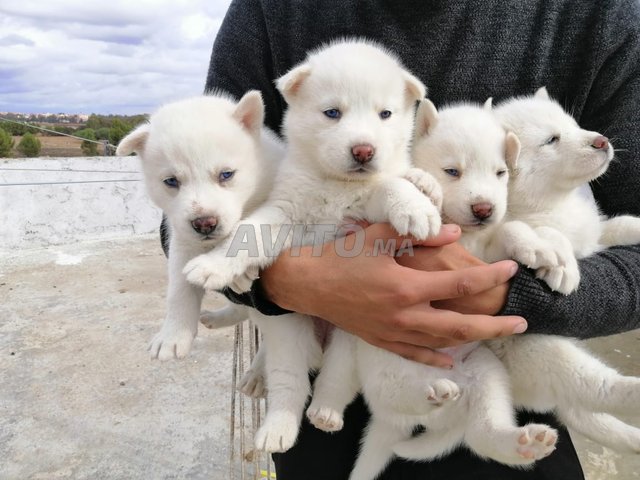 Chiots Husky Sibérien