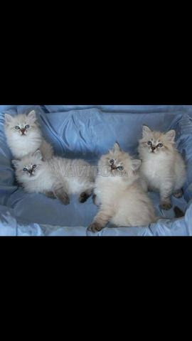 Chaton Pure Rase Poil Long Animaux A Casablanca Avito Ma