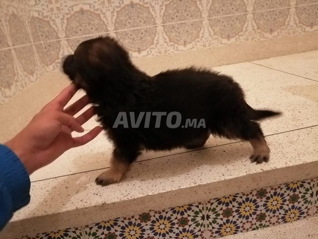 Chiot Berger Allemand Cassé Pure Race à Vendre à Oujda Dans