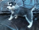 Chien Loup Et Husky A Vendre Et A Donner Et Adorabla Chien